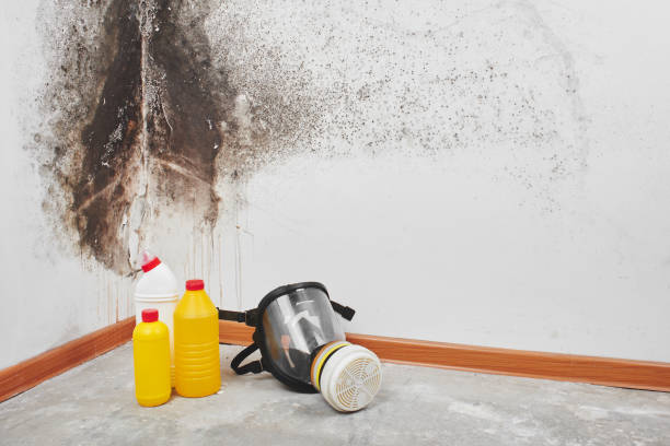 Best Mold Damage Repair  in Plymouth, OH