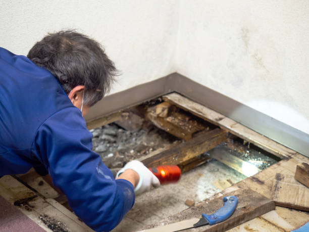 Best Fast Mold Removal  in Plymouth, OH