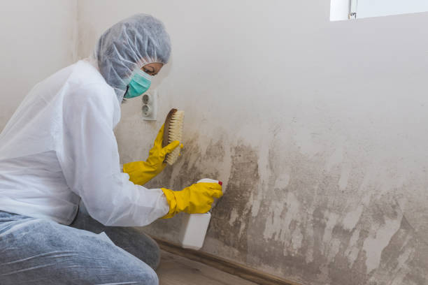 Best Affordable Mold Removal  in Plymouth, OH