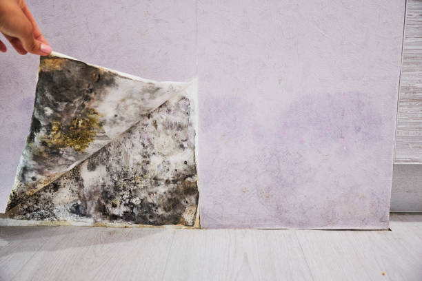 Best Local Mold Removal Service  in Plymouth, OH